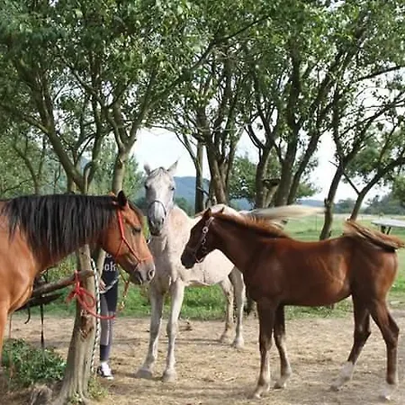Ranc Divoky Zapadakov *